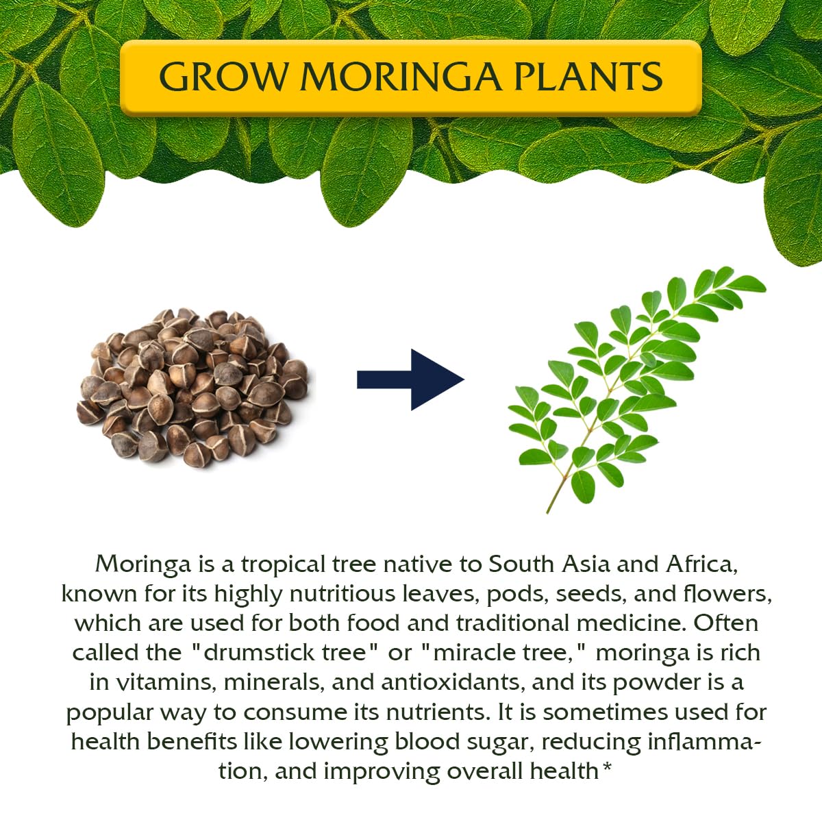 Garden Haven Moringa peat pots shown for easy seed starting and transplanting