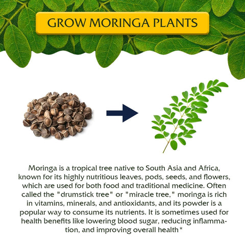Garden Haven Moringa peat pots shown for easy seed starting and transplanting