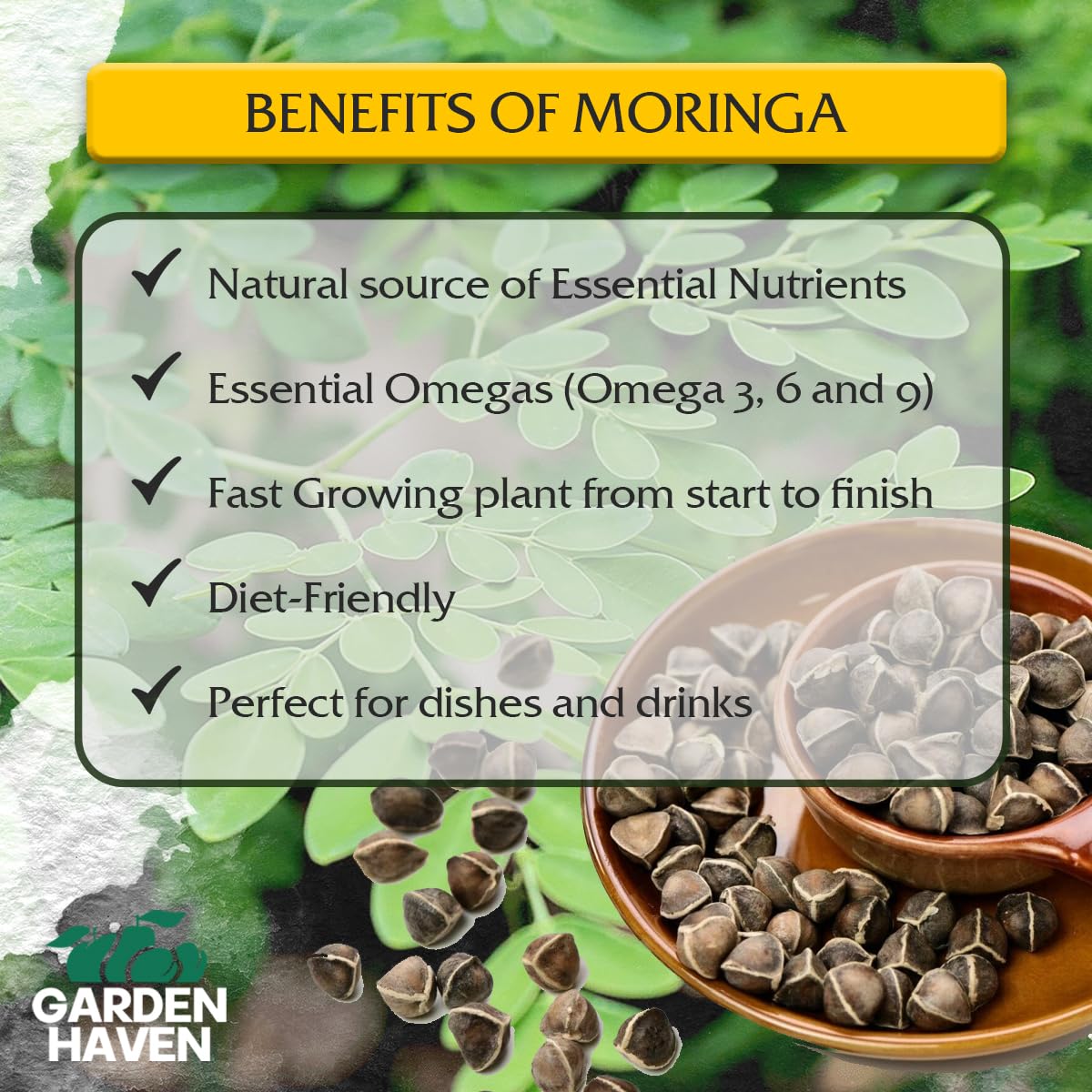 Garden Haven Moringa seedling setup demonstrating quick germination and transplant prep