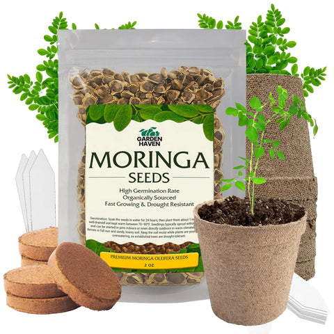 Garden Haven Moringa seeds ready for indoor or outdoor germination and fast sprouting