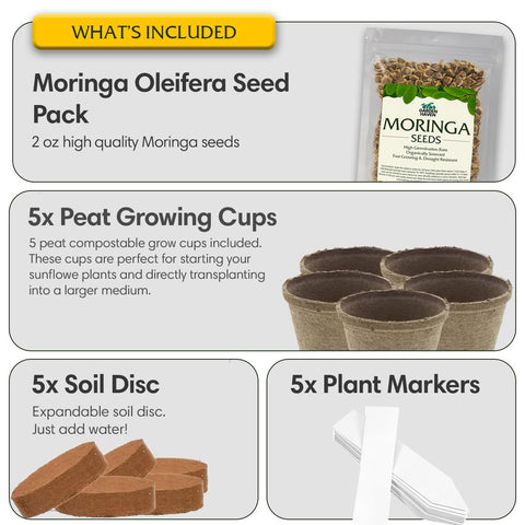Garden Haven Moringa soil discs activated with water for effortless potting