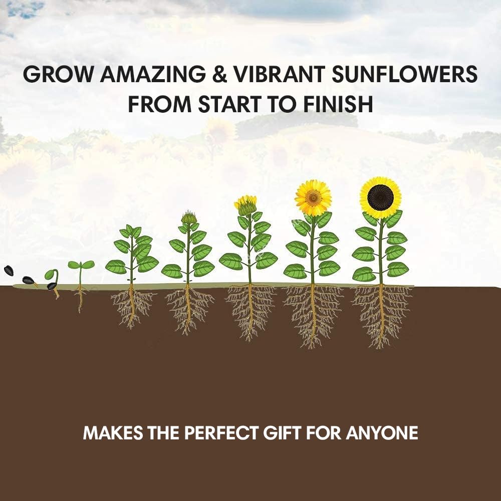 Garden Haven plant markers help identify five sunflower varieties.