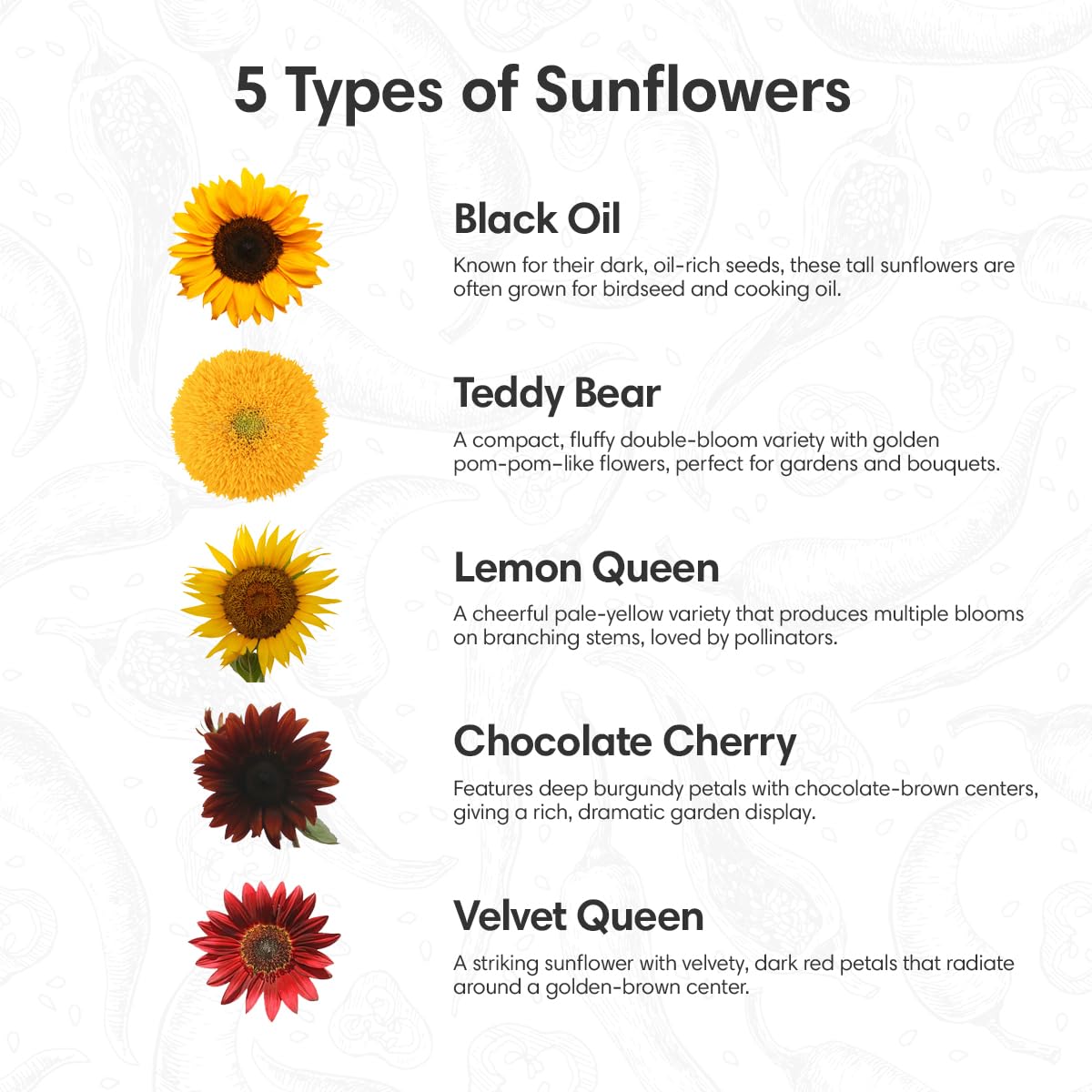 Garden Haven sunflower seed packets feature five varieties for vibrant blooms in your garden.