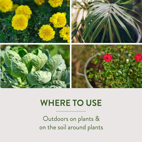 Garden Safe diatomaceous earth used outdoors around plants