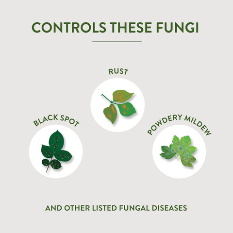 Garden Safe Fungicide3 on houseplants for organic care.