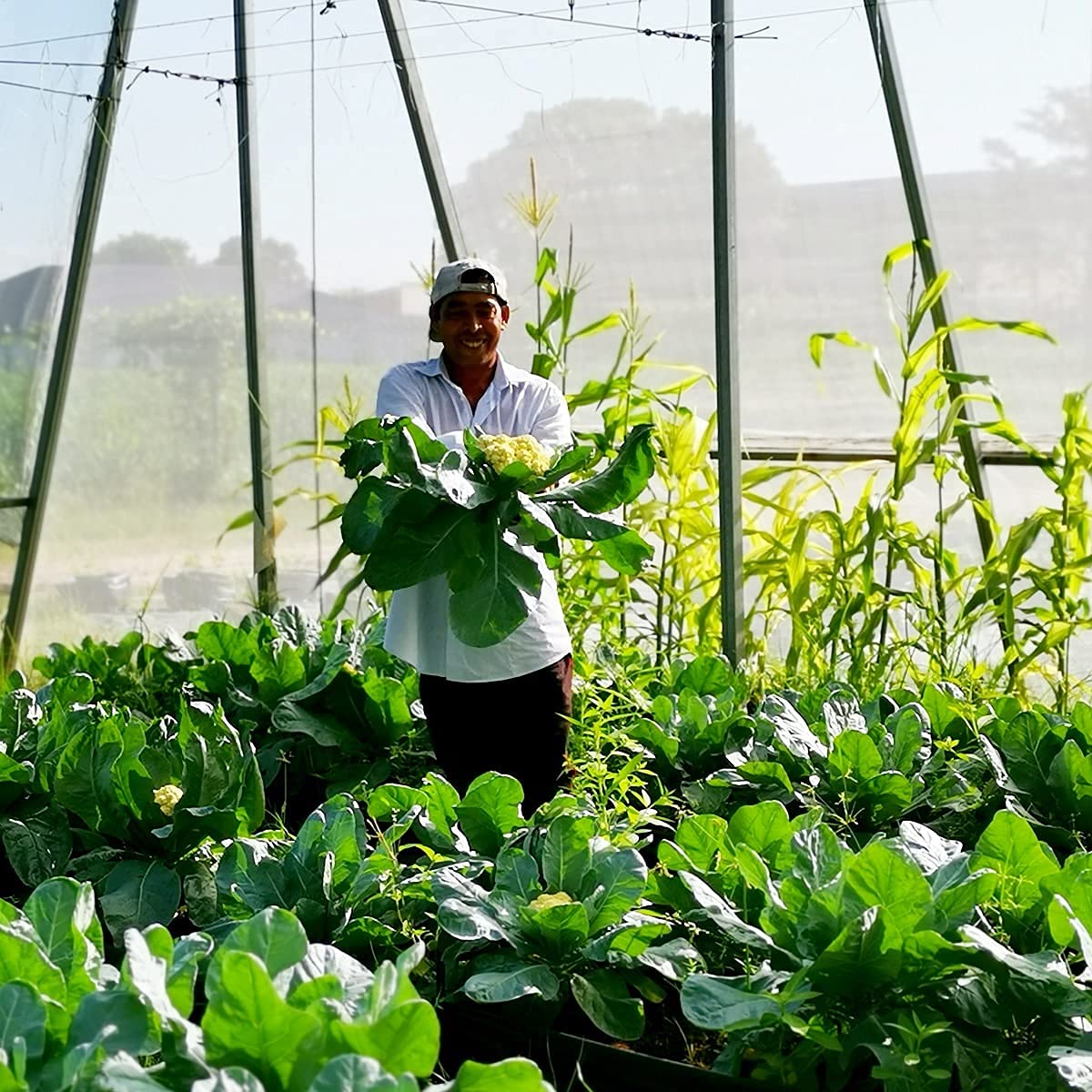 Garden Tailor UV-stabilized netting protects outdoor crops from sun and pests.