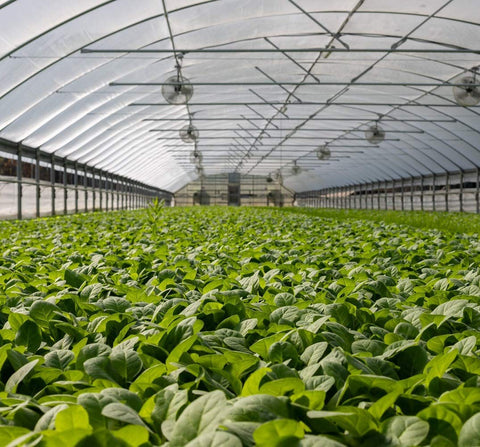 Garden Tailor water-permeable netting allows irrigation without removing the barrier.