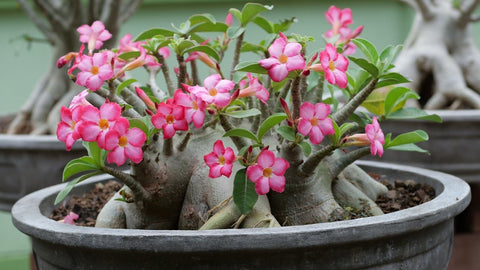 Gardenera Desert Rose potting soil close-up showing moisture-retentive mix for healthy roots.