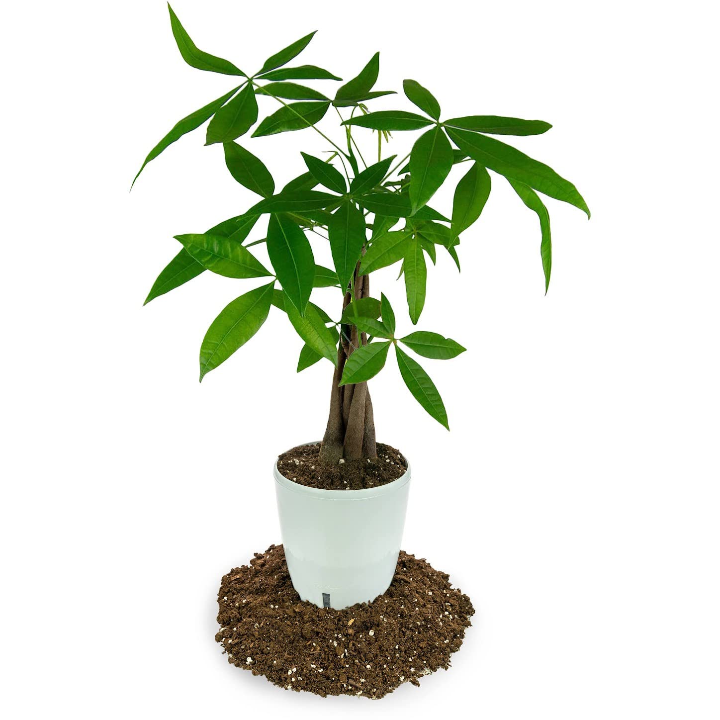 Gardenera Money Tree Soil closeup texture highlights balanced air and moisture for steady nutrient retention.