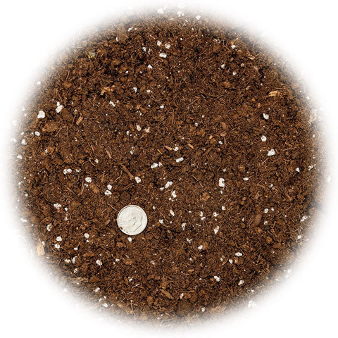 Gardenera Money Tree Soil in use demonstrates improved potting conditions for vibrant foliage.