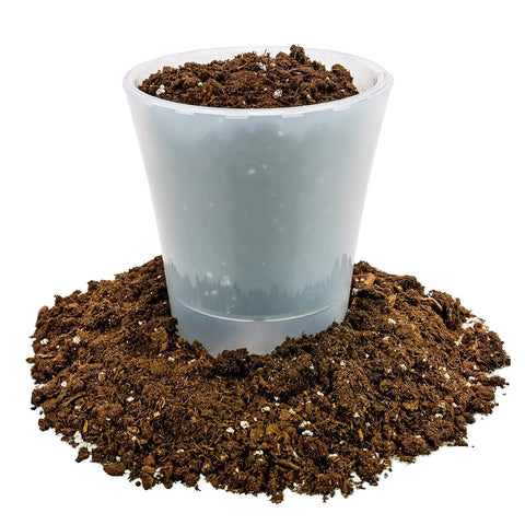 Gardenera Money Tree Soil root growth shows healthy roots in refreshed potting mix.