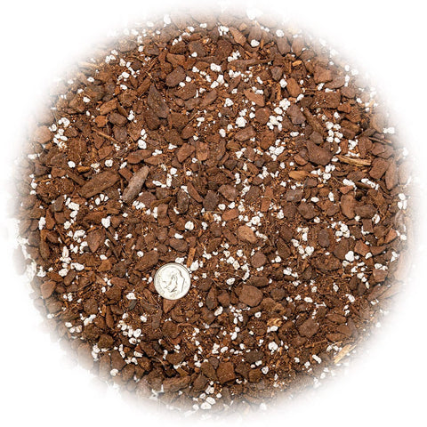 Gardenera Monstera root ball being repotted into a well aerated mix.