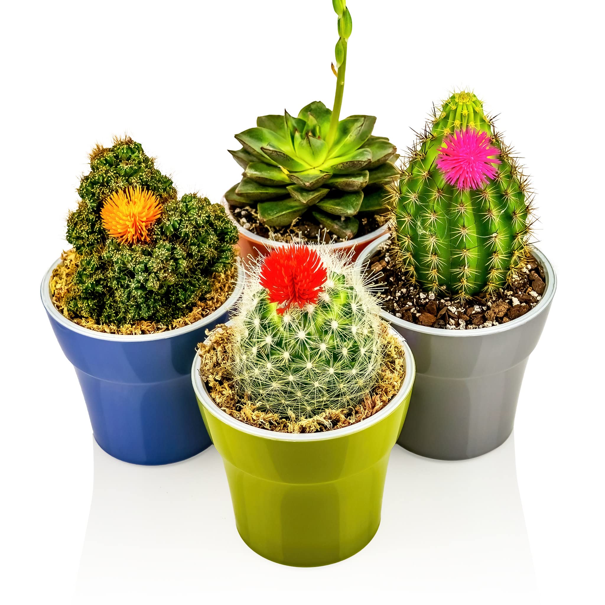Gardenera moss texture in decorative wire basket for containers