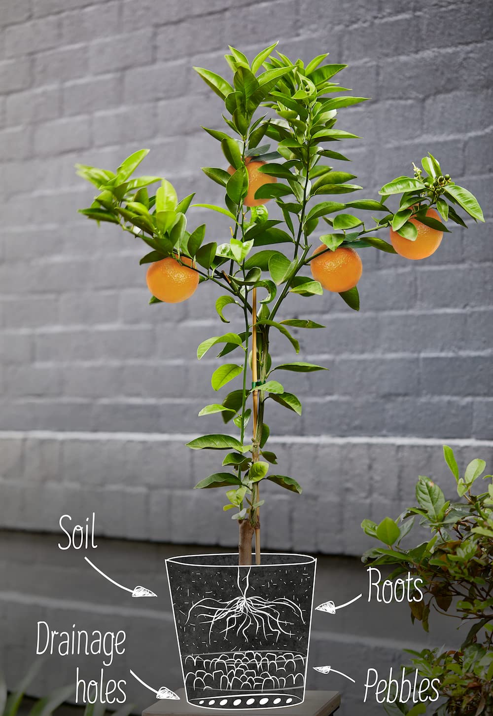 Gardenera mix usable for orchids and citrus in container setups