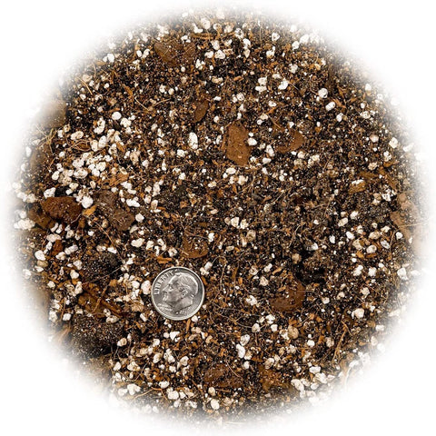 Gardenera organic-usa-sourced-soil potting mix promotes healthy Spider Plant growth