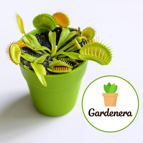 Gardenera Pro Carnivorous Soil sundews-drainage highlights airy, well-drained roots