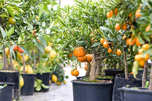Gardenera mix promotes rapid root development for citrus plants