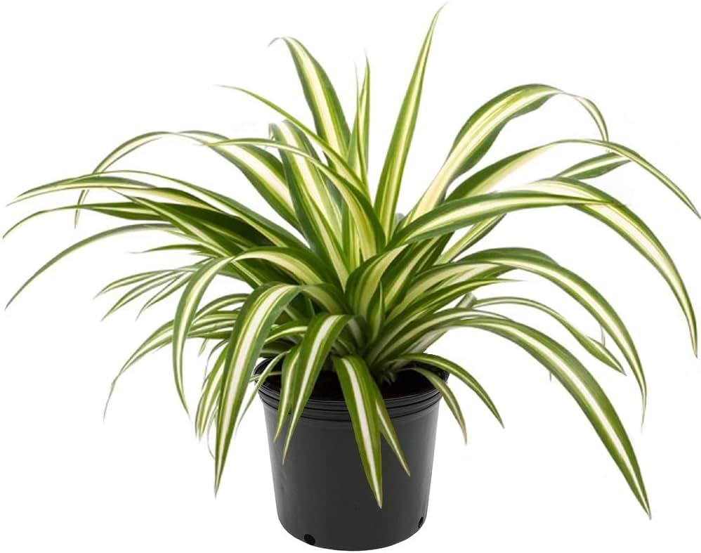 Gardenera rapid root development perlite and coconut coir
