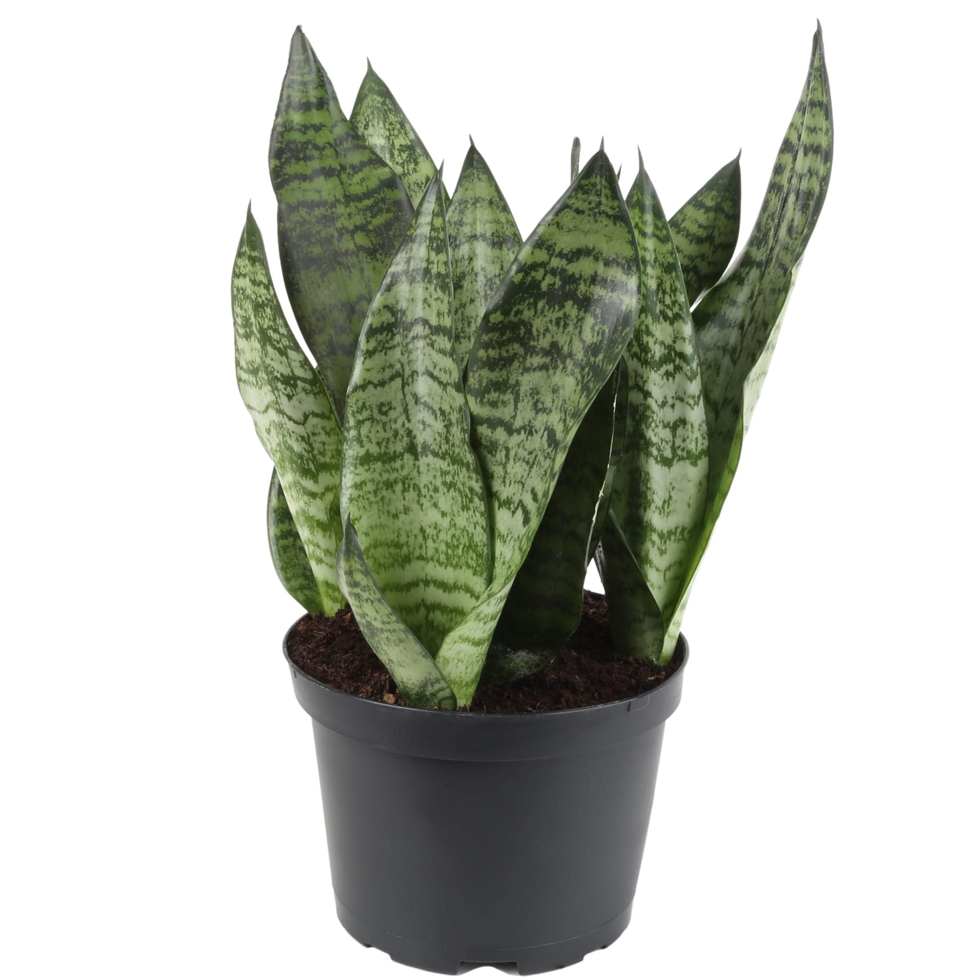 Gardenera snake plant potting example highlights aerated mix supporting lush foliage.