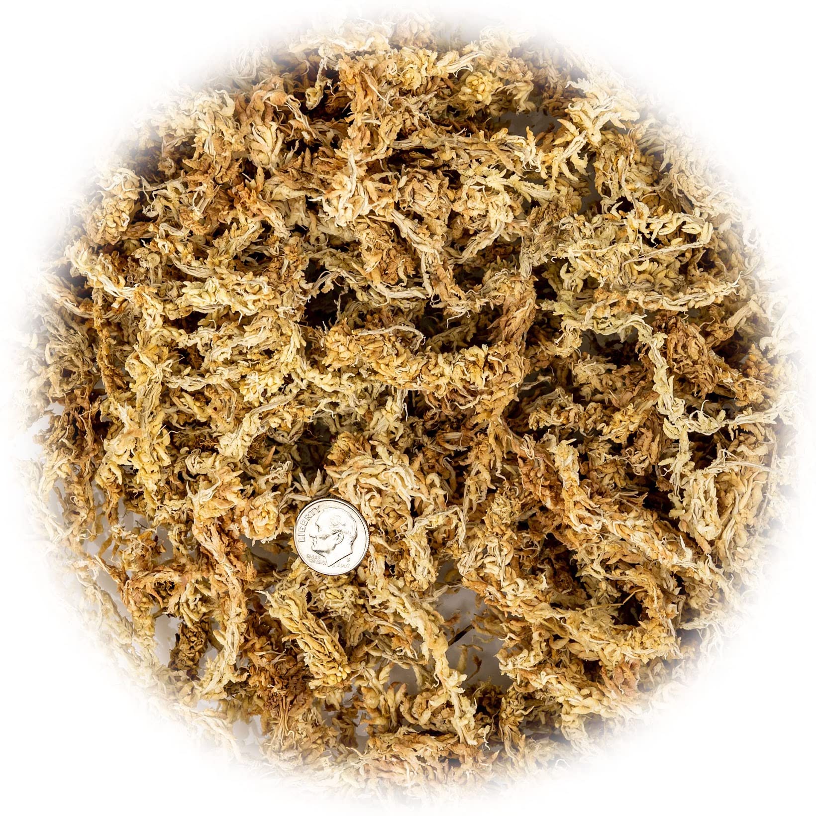 Gardenera long-fiber sphagnum moss close-up highlighting airy texture and roots