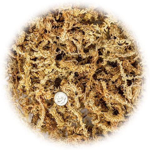 Gardenera long-fiber sphagnum moss close-up highlighting airy texture and roots