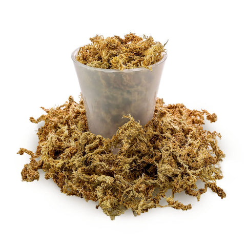 Gardenera Sphagnum Moss used for orchid mounting and moisture management