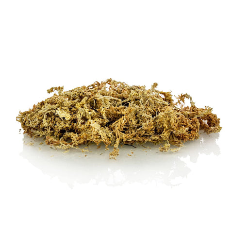 Gardenera sphagnum moss used as terrarium substrate for humidity