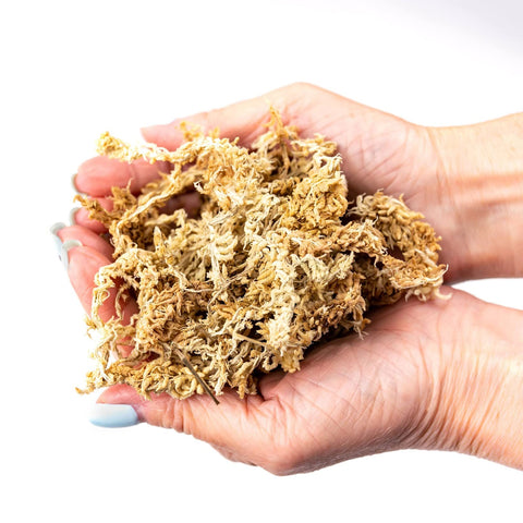 Gardenera moss demonstrates high water absorption for terrariums and ferns