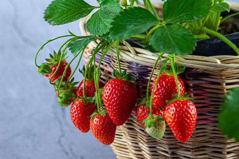 Gardenera Strawberry Potting Mix features peat moss for moisture retention and healthy roots.