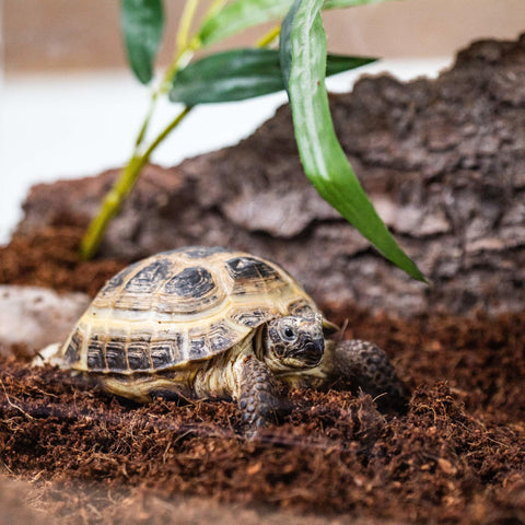Gardenera Terrarium Bedding open container shows easy-to-use mix for open or enclosed ecosystems.