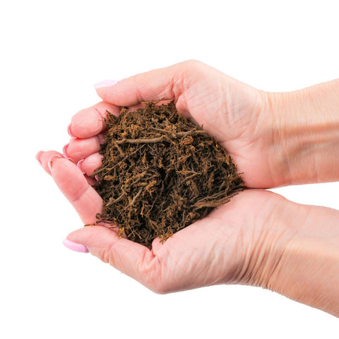 Gardenera tree fern substrate doubles as reptile bedding with humidity benefits.