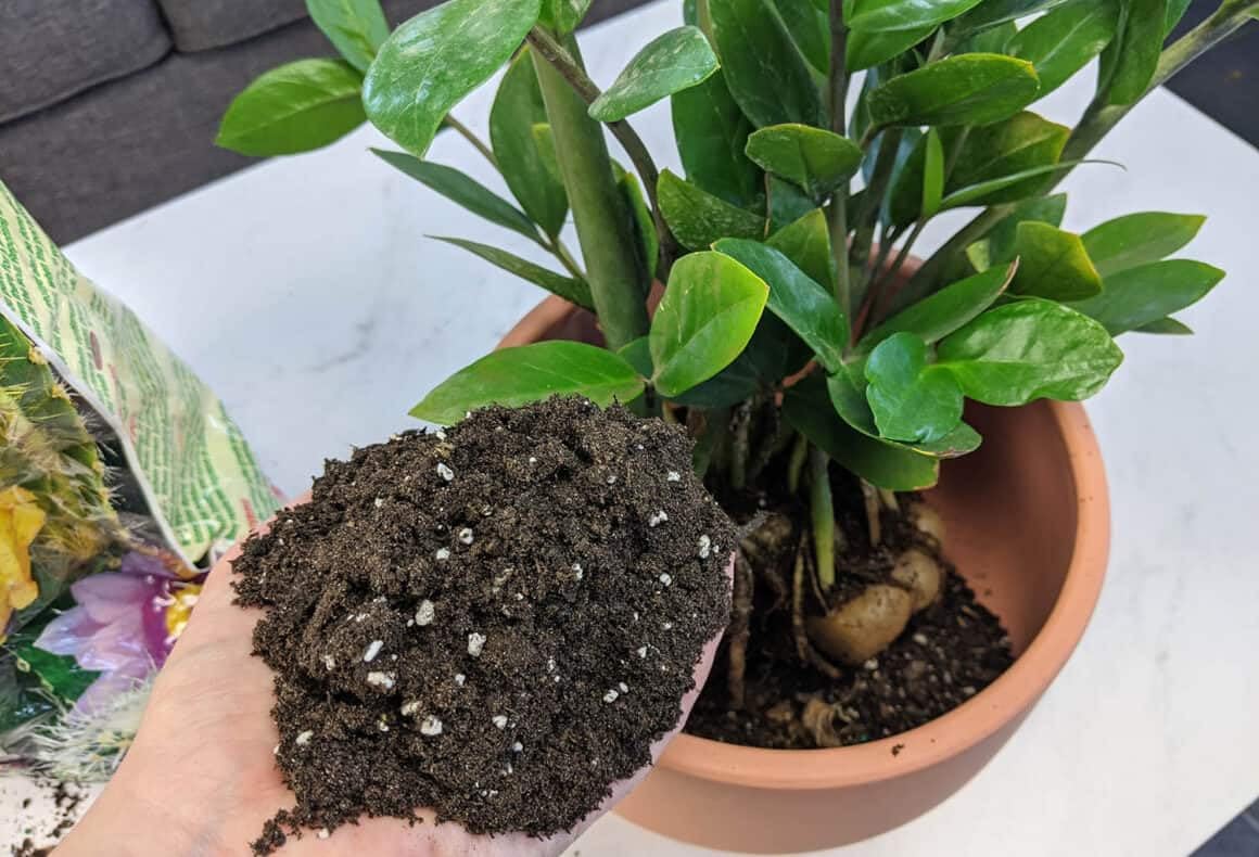 Gardenera ZZ Plant mix close-up highlights airy texture and nutrients.