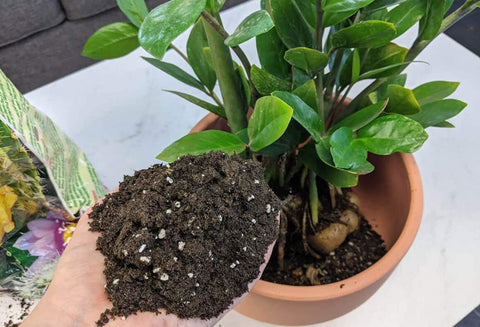 Gardenera ZZ Plant mix close-up highlights airy texture and nutrients.