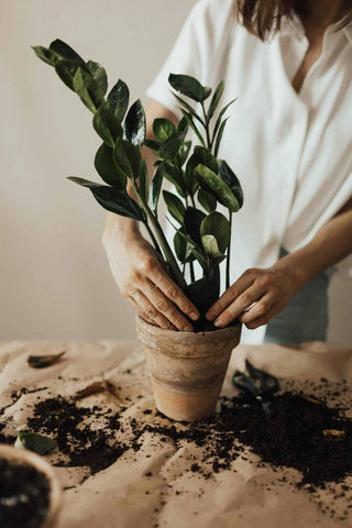 Gardenera ZZ Plant potting mix in a pot supports healthy roots.