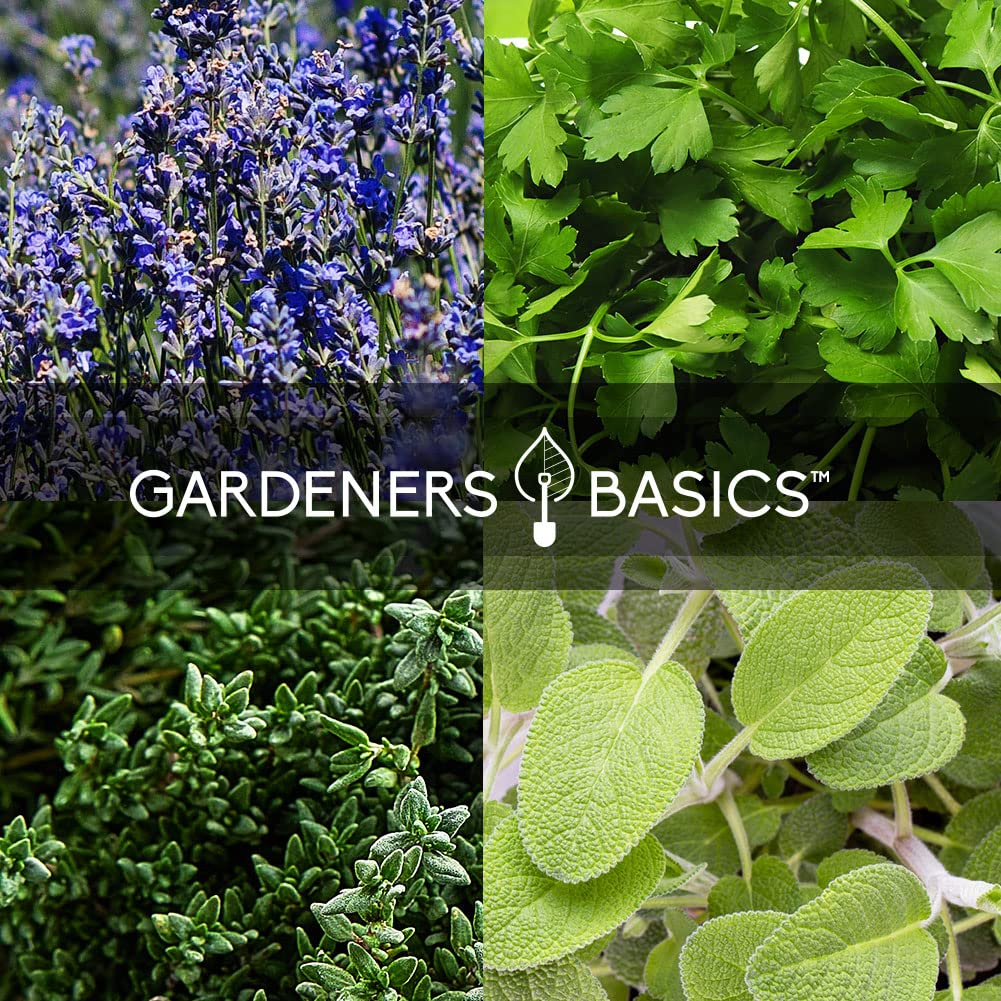 Gardeners Basics herb seeds for tea blends and culinary use.