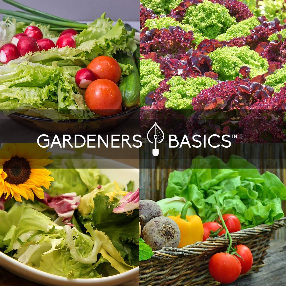 Gardeners Basics Arugula Roquette seeds for quick greens