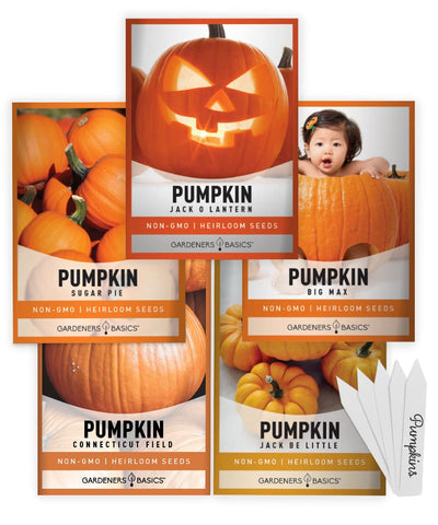 Gardeners Basics Baby Boo pumpkin seeds ready for planting for a charming miniature harvest.