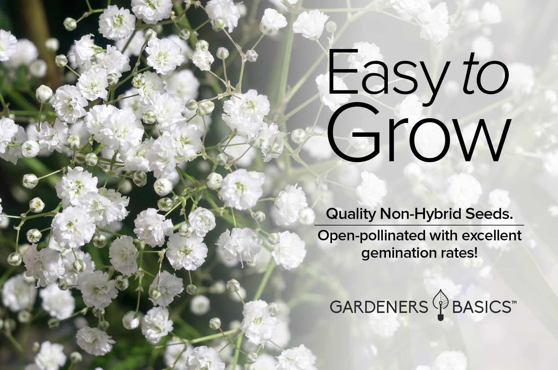 Gardeners Basics Baby's Breath flowers blooming in a garden bed