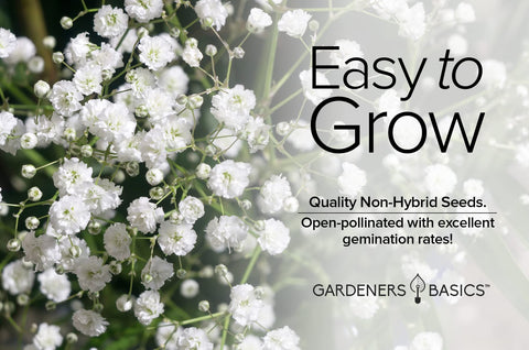 Gardeners Basics Baby's Breath flowers blooming in a garden bed
