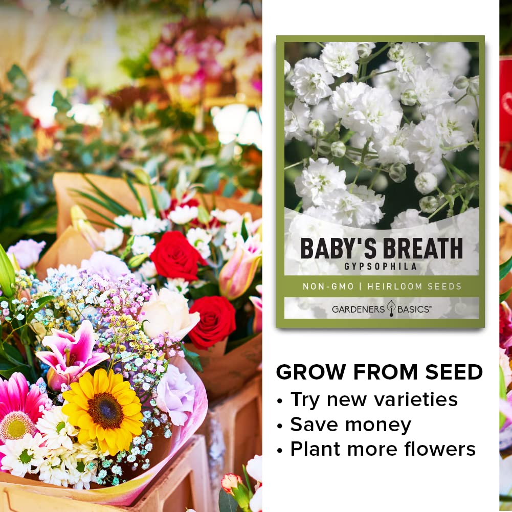 Gardeners Basics Baby's Breath seeds being sown indoors for early germination