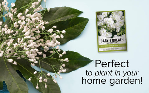 Gardeners Basics Baby's Breath seed packet front with planting directions