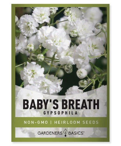Gardeners Basics Baby's Breath seeds pack open-pollinated Gypsophila for bright summer bouquets