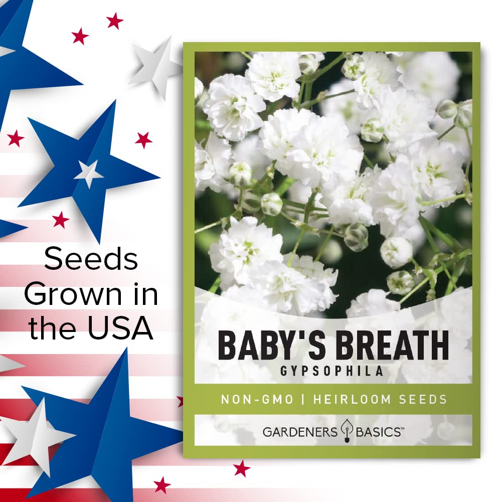 Gardeners Basics Baby's Breath stems ready in a vase for arrangements