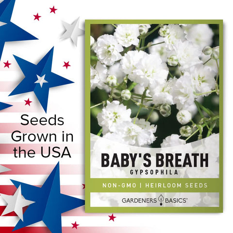 Gardeners Basics Baby's Breath stems ready in a vase for arrangements