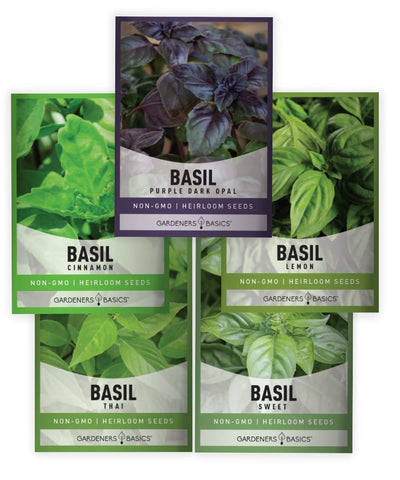 Gardeners Basics cinnamon basil seeds pack for easy home growing and fresh leaves