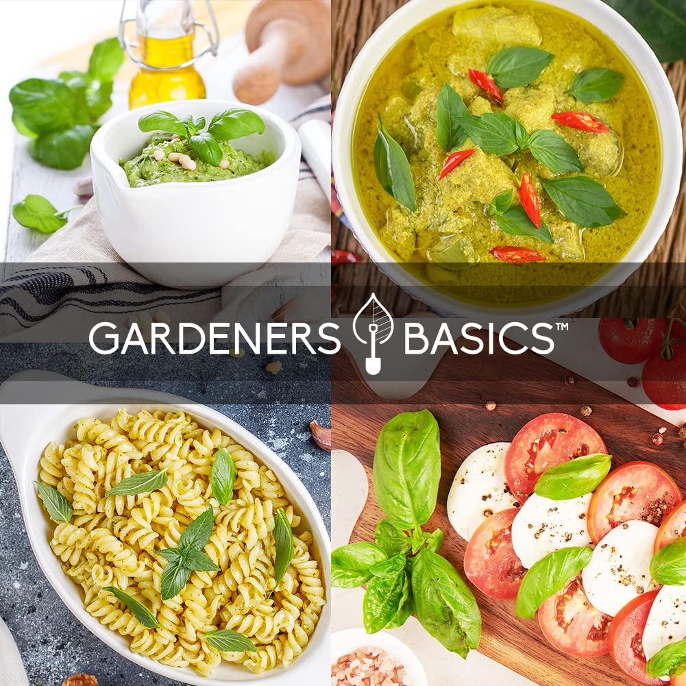 Gardeners Basics sweet basil seeds pack ideal for fresh pesto and salads