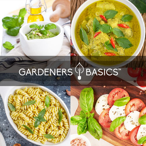 Gardeners Basics sweet basil seeds pack ideal for fresh pesto and salads