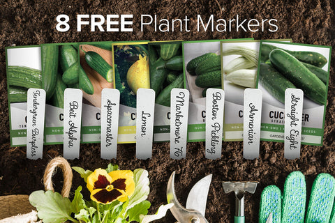 Gardeners Basics Beit Alpha cucumber seeds for bush-type plants ideal for containers.
