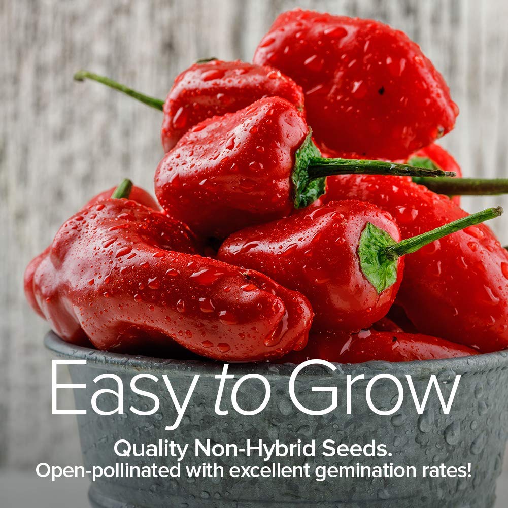 Gardeners Basics bell pepper california wonder seeds for colorful harvests