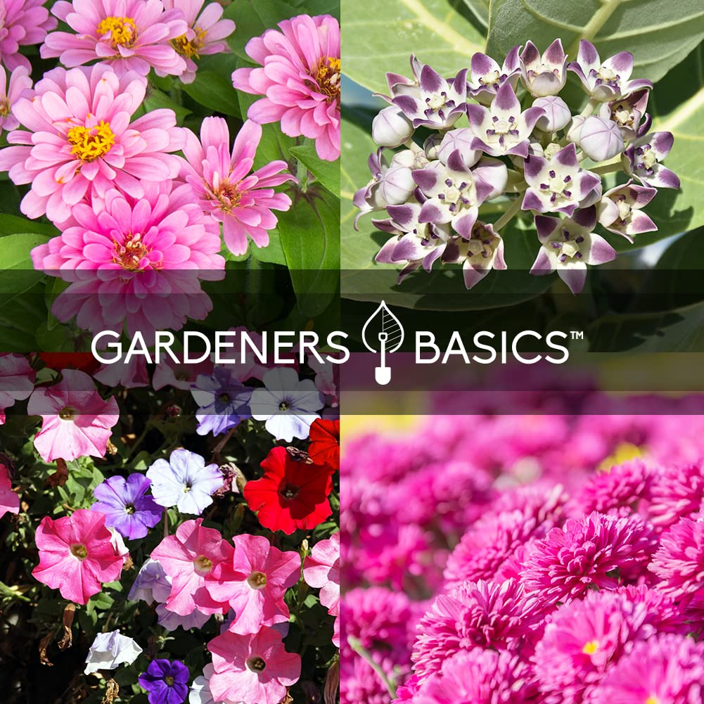 Gardeners Basics black-eyed-susan seeds for cheerful blooms